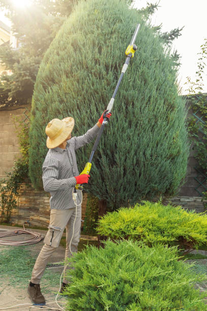 Best Sod Installation  in North Port, FL